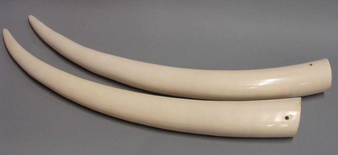 Elephant Tusks