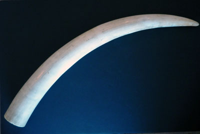 tusk 1 tusk 1